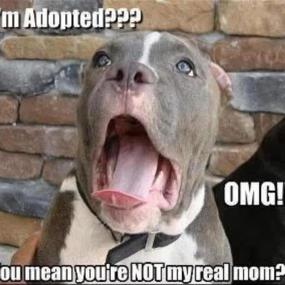 Meet your Posher, Kohl